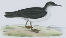 MANX SHEARWATER