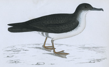 MANX SHEARWATER