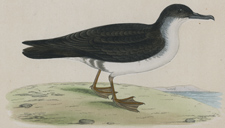 MANX SHEARWATER