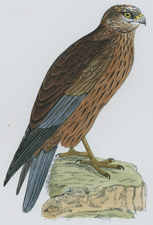 MARSH HARRIER