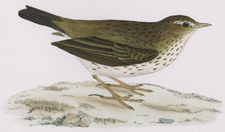 MEADOW PIPIT