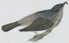 MISSEL THRUSH