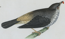 MISSEL THRUSH