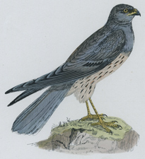 MONTAGU'S HARRIER