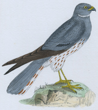 MONTAGU'S HARRIER