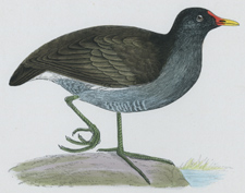 MOOR HEN