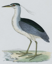 NIGHT HERON