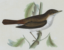 NIGHTINGALE