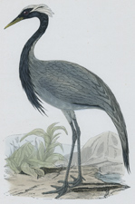 NUMIDIAN CRANE