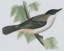 ORPHEAN WARBLER