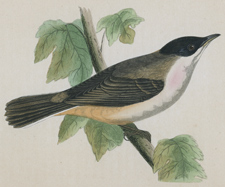 ORPHEAN WARBLER