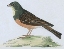 ORTOLAN