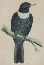 ORANGE-LEGGED HOBBY