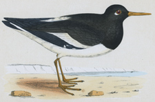 OYSTER-CATCHER