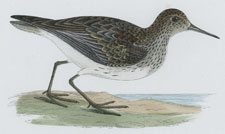 PECTORAL SANDPIPER