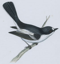 PIED FLYCATCHER