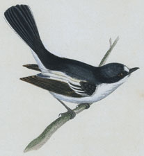 PIED FLYCATCHER