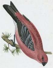 PINE GROSSBEAK