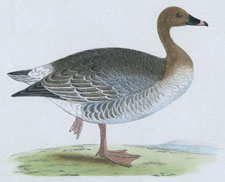 PINK-FOOTED GOOSE