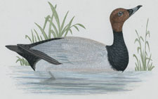 POCHARD