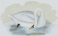 POLISH SWAN