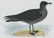 POMERINE SKUA