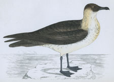 POMERINE SKUA