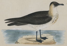 POMERINE SKUA