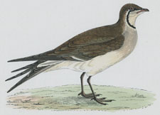 PRATINCOLE