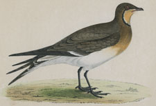 PRATINCOLE