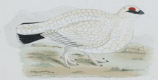 PTARMIGAN