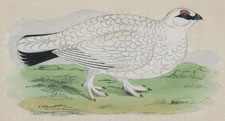 PTARMIGAN