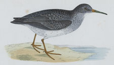 PURPLE SANDPIPER