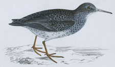 PURPLE SANDPIPER