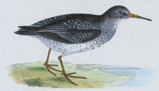 PURPLE SANDPIPER