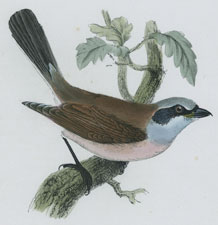 RED-BACKED SHRIKE