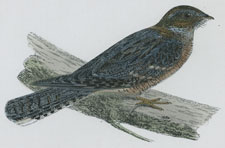 RED-NECKED NIGHTJAR