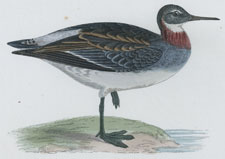 RED-NECKED PHALAROPE