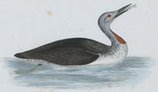 RED-THROATED DIVER