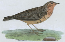 RED-THROATED PIPIT