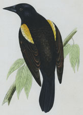 RED-WINGED STARLING