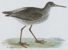 REDSHANK