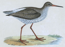 REDSHANK