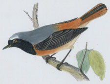 REDSTART