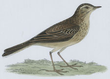 RICHARD'S PIPIT