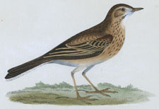 RICHARD'S PIPIT