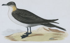 RICHARDSON'S SKUA