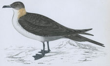 RICHARDSON'S SKUA