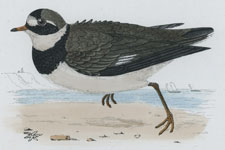 RINGED DOTTEREL