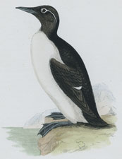 RINGED GUILLEMOT